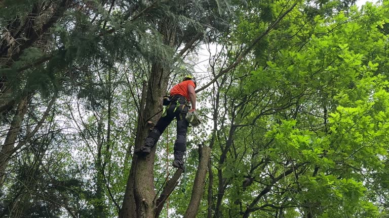 Best Tree Disease Treatment  in Chester Gap, VA